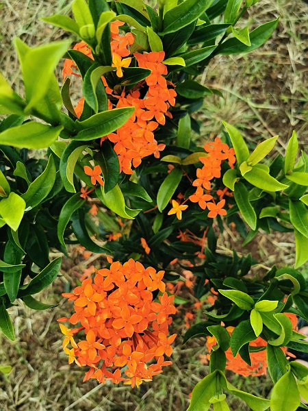 IMG_20191223_110618