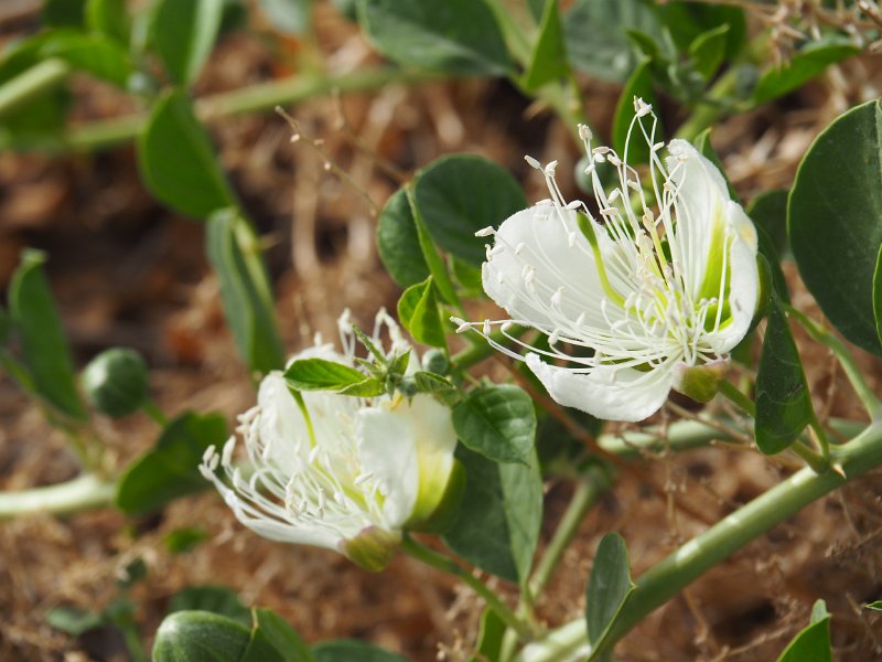 P5250262