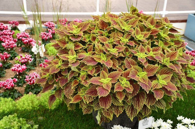 DSC_0573