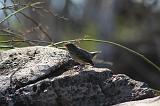IMG_2784