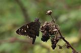 IMG_2875_mod