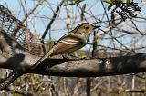 IMG_3611_mod