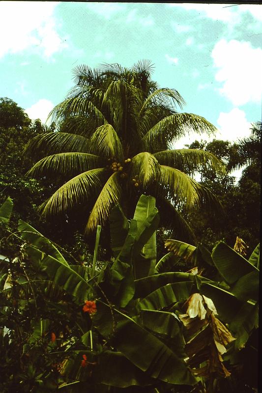 Original image
