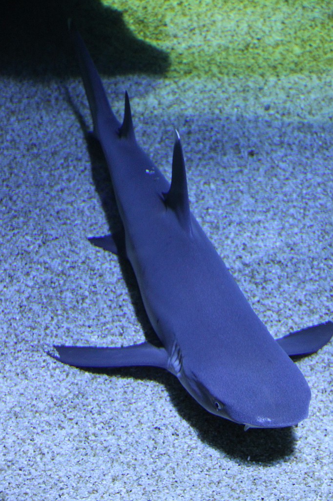 Original image
