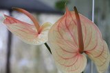 IMG_9746