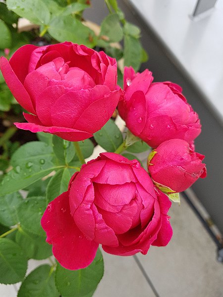 balkonrose1