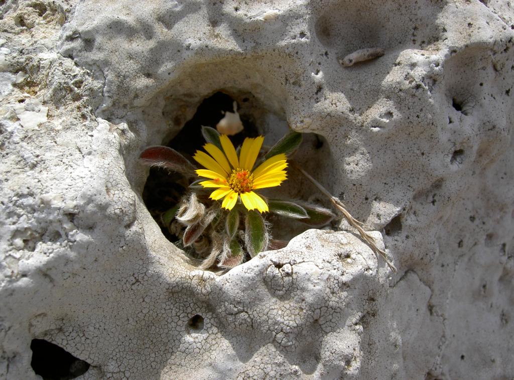 Original image
