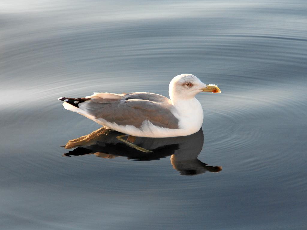 Original image